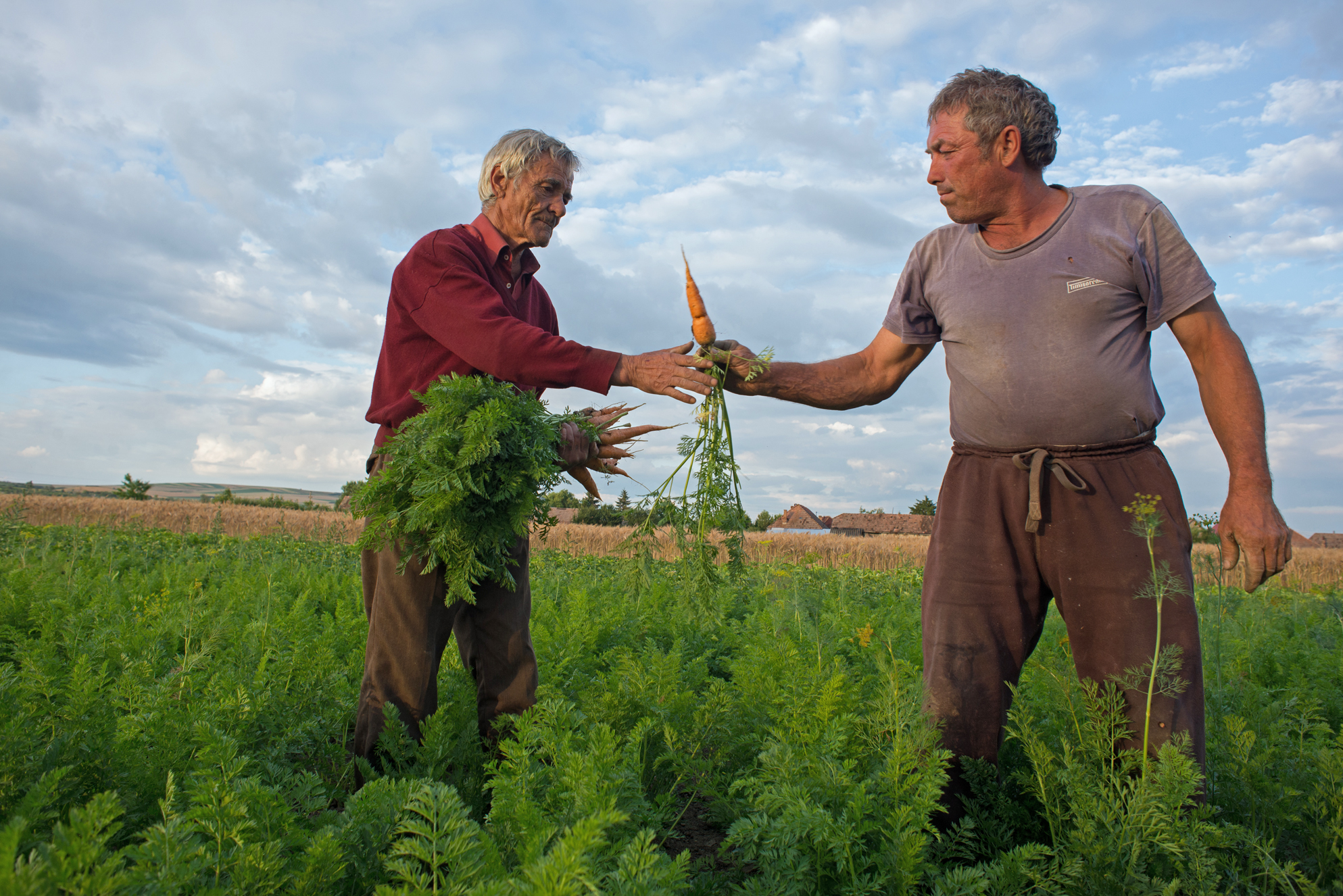 Țara morcovului - Murokország - Carrot country