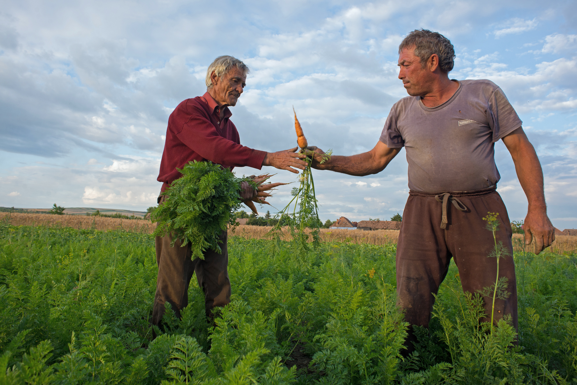 Țara morcovului - Murokország - Carrot country