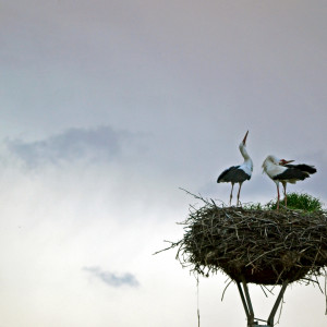 Golyak-Berze-Storks