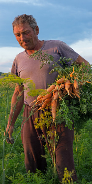 Tara-morcovului-Murokorszag-Carrot-country