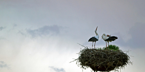 Golyak-Berze-Storks