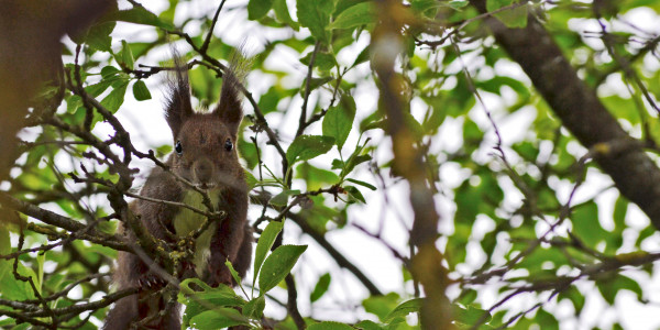 Mokus-Veverita-Squirrel