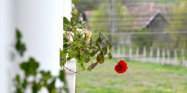 Geranium-Muskatli