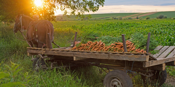 Tara-morcovului-Murokorszag-Carrot-country