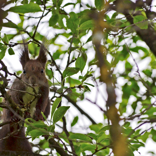 Mokus-Veverita-Squirrel