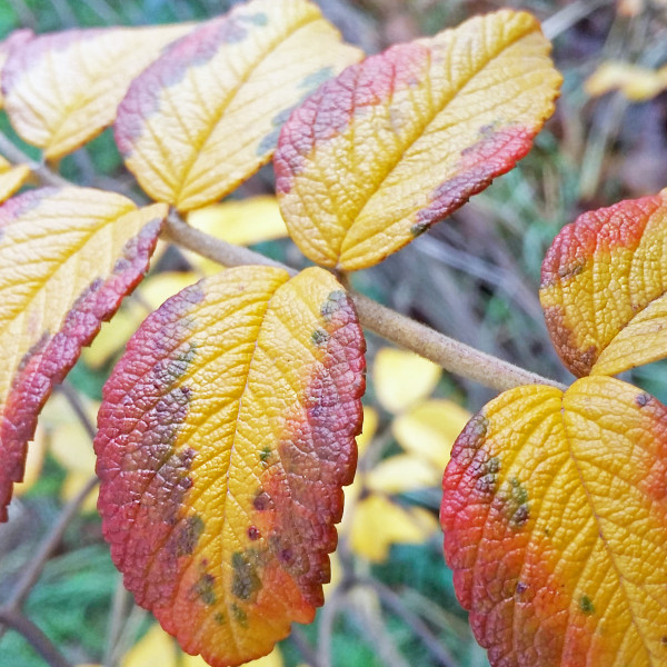 Vivid-fall-Elenk-osz-Toamna-colorata