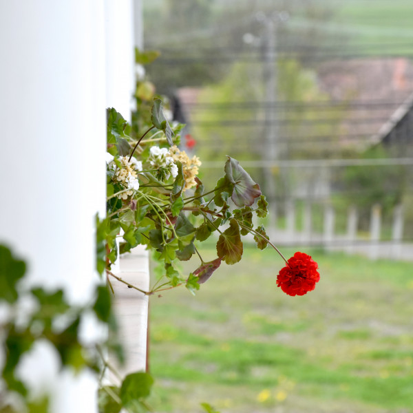 Geranium-Muskatli