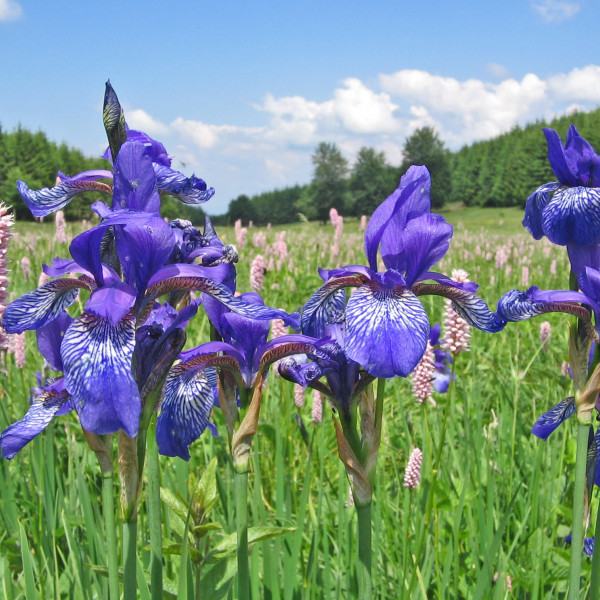 Iris-Noszirom-Iris