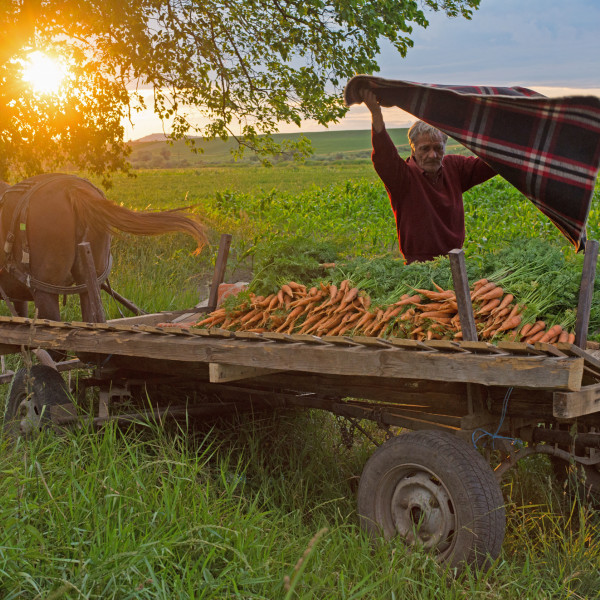 Tara-morcovului-Murokorszag-Carrot-country